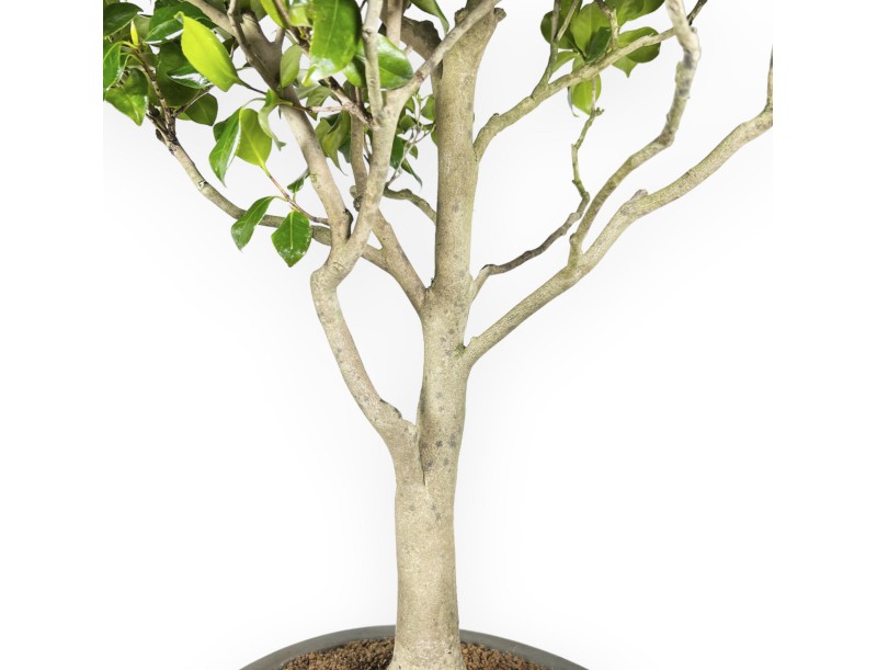 Camellia Tsubaki - Camelia - 110 cm