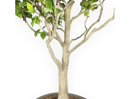 Camellia Tsubaki - Camelia - 110 cm