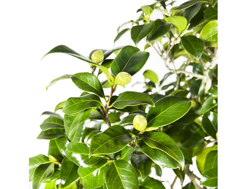 Camellia Tsubaki - Camelia - 110 cm
