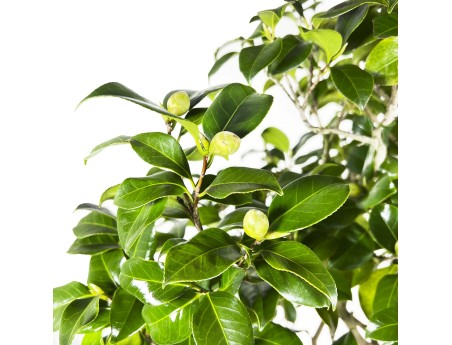Camellia Tsubaki - Camellia - 110 cm