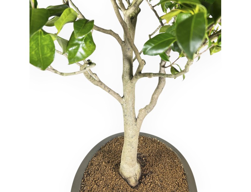 Camellia Tsubaki - 110 cm
