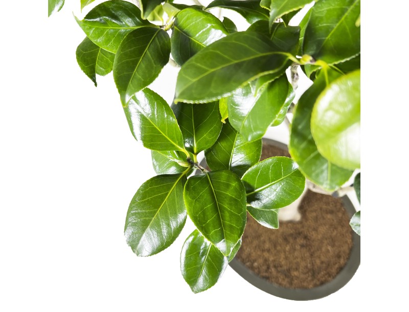 Camellia Tsubaki - Camelia - 110 cm