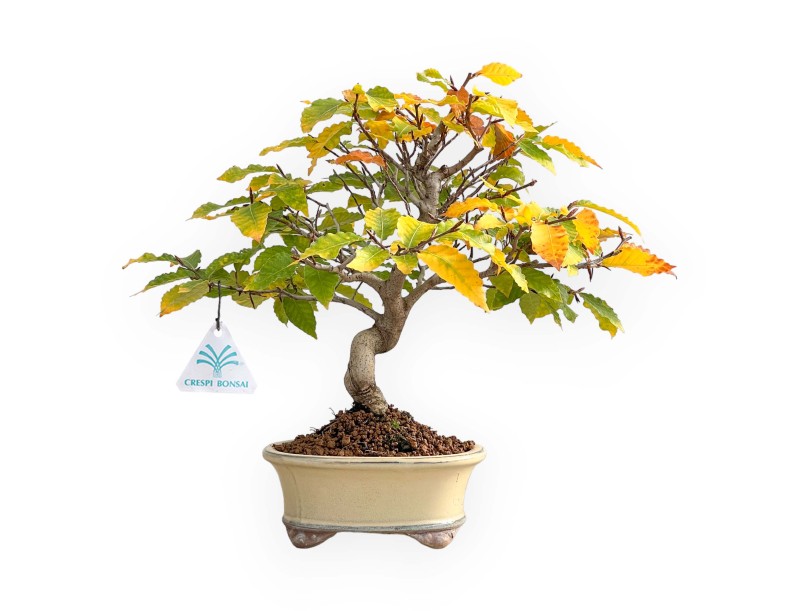 Fagus Crenata - Faggio - 35 cm