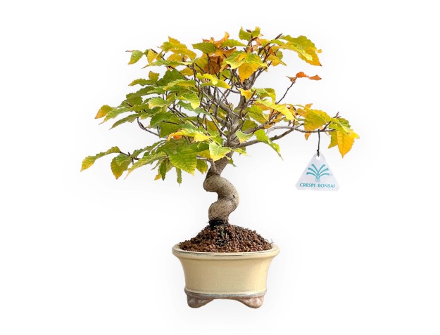 Fagus Crenata - 35 cm 2