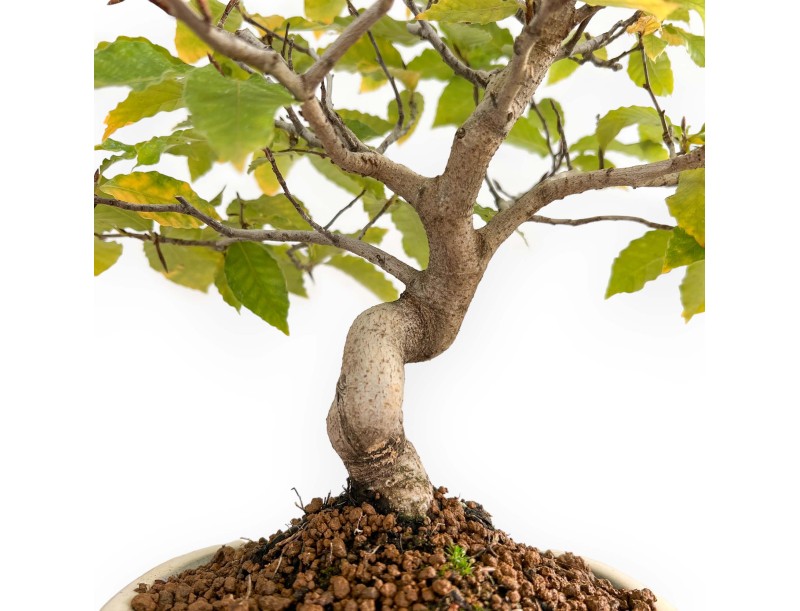 Fagus Crenata - 35 cm