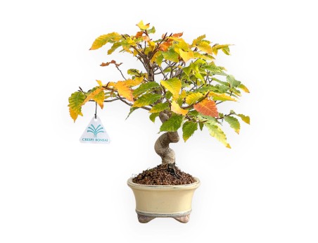 Fagus Crenata - Faggio - 35 cm