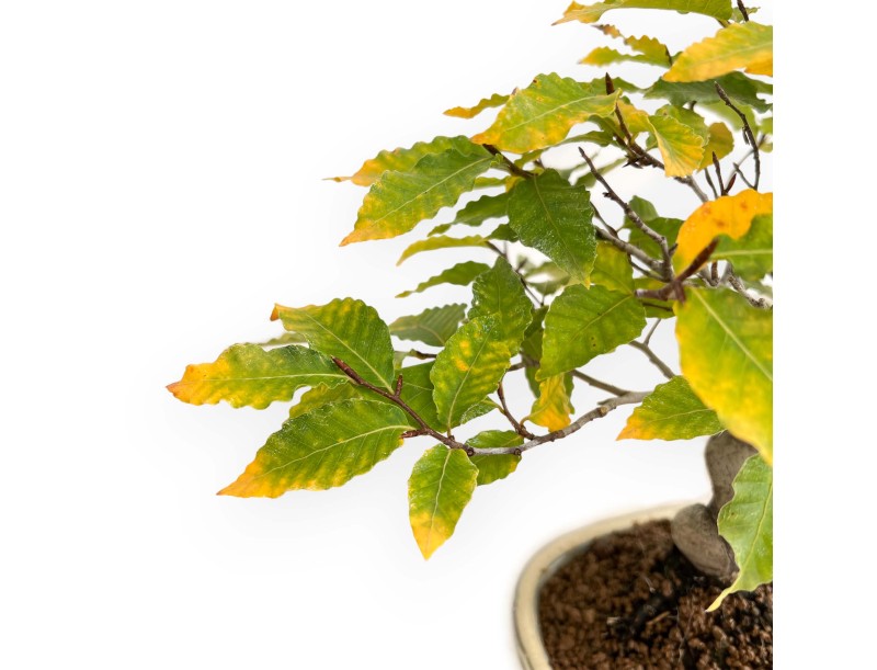 Fagus Crenata - 35 cm
