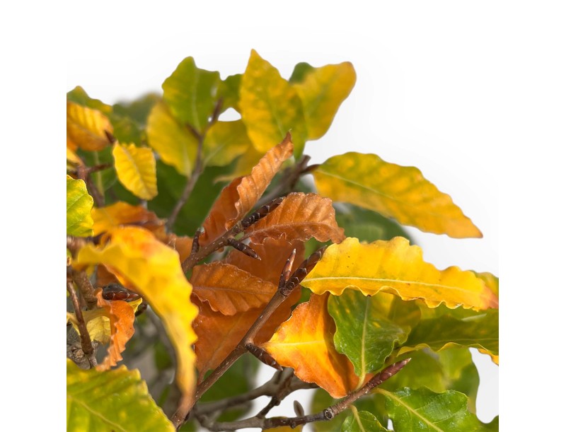 Fagus Crenata - 35 cm