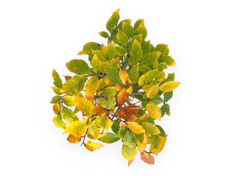 Fagus Crenata - 35 cm
