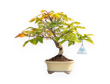 Fagus Crenata - Faggio - 35 cm