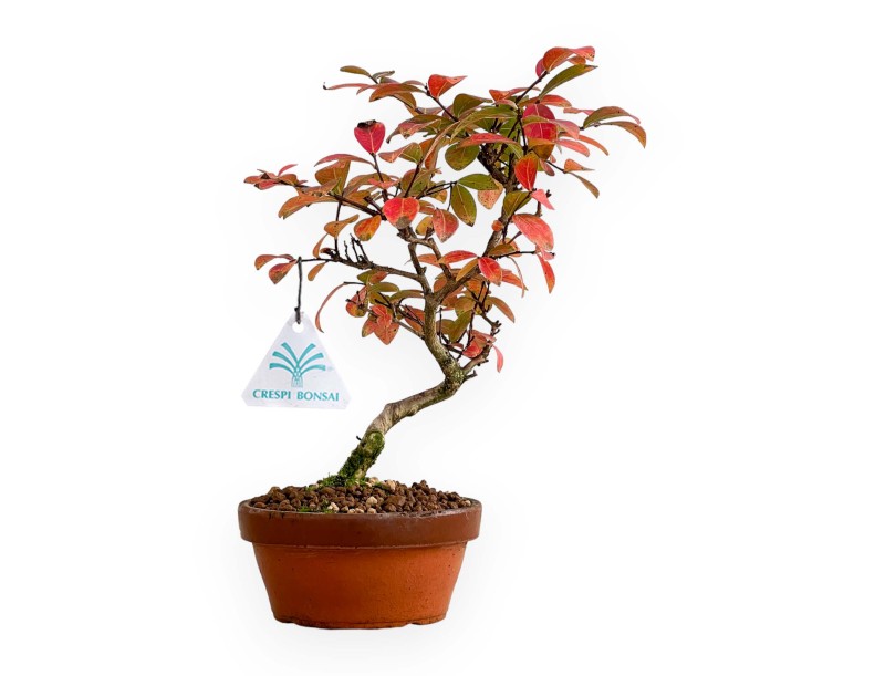 Lagerstroemia - Rouwband mirte - 26 cm