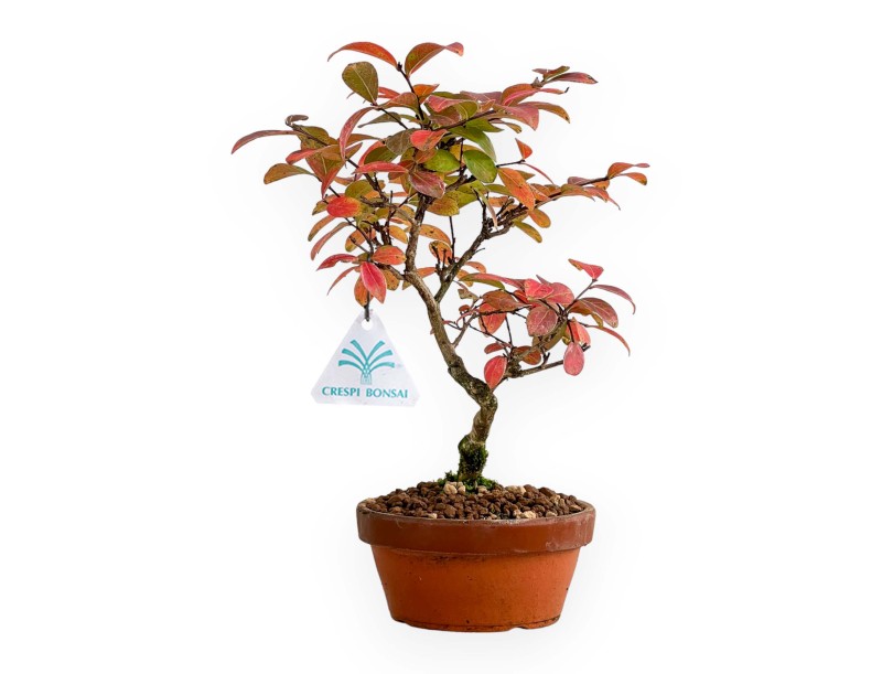 Lagerstroemia - Crape Myrtle - 26 cm