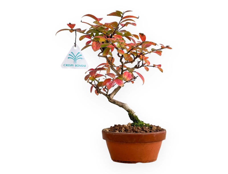 Lagerstroemia - Kreppmyrte - 26 cm