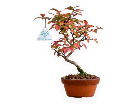 Lagerstroemia - Myrte de crêpe - 26 cm