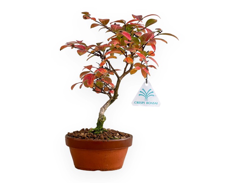 Lagerstroemia - Rouwband mirte - 26 cm