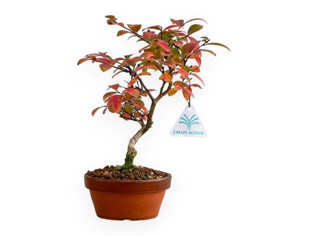 Lagerstroemia - Rouwband mirte - 26 cm