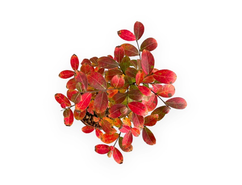 Lagerstroemia - Crape Myrtle - 26 cm