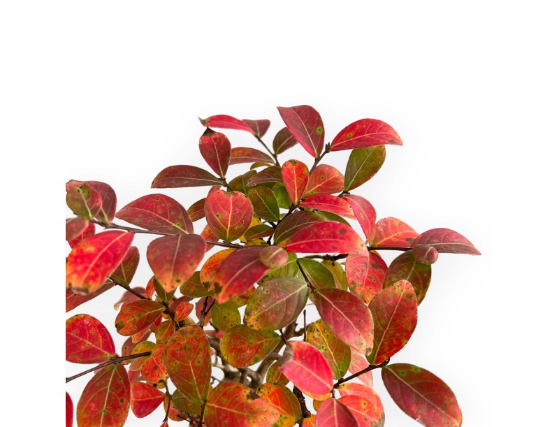 Lagerstroemia - Myrte de crêpe - 26 cm