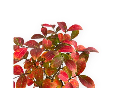 Lagerstroemia - Kreppmyrte - 26 cm