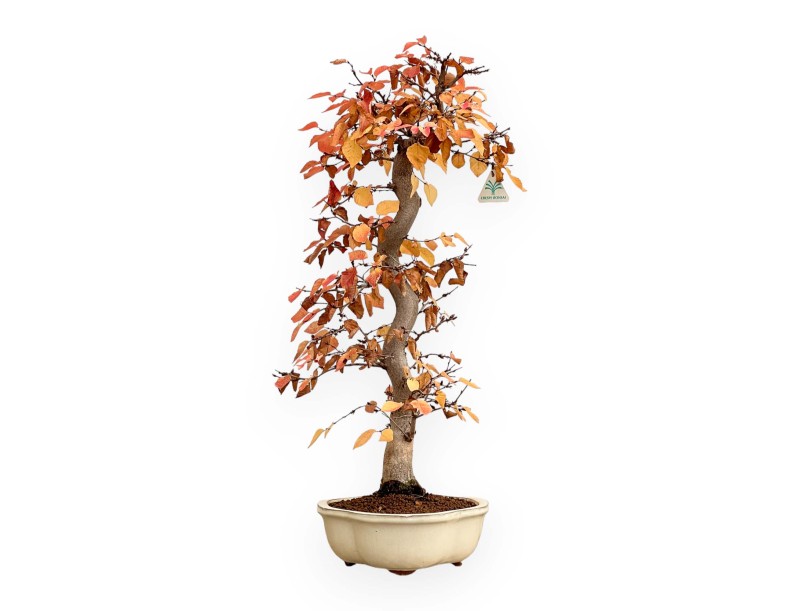 Carpinus Koreana - Charme - 70 cm