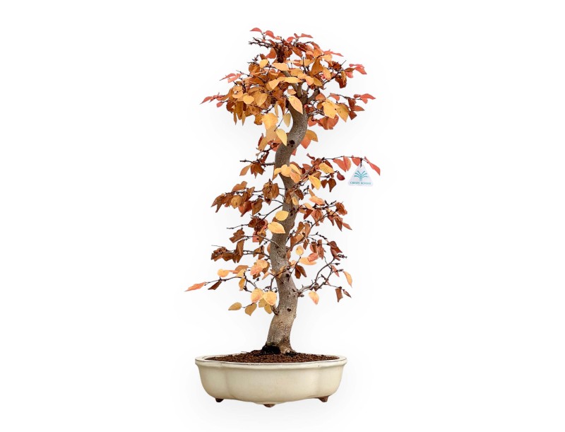 Carpinus Koreana - Carpino - 70 cm