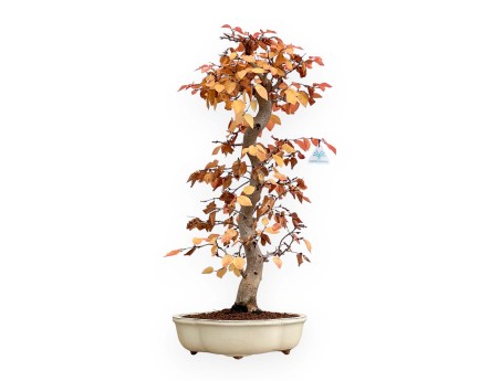 Carpinus Koreana - Hainbuche - 70 cm