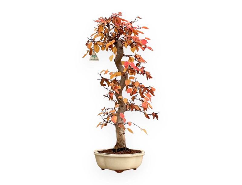 Carpinus Koreana - Hornbeam - 70 cm