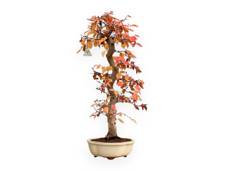 Carpinus Koreana - Carpe - 70 cm