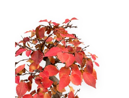Carpinus Koreana - Carpino - 70 cm