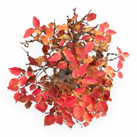 Carpinus Koreana - Carpino - 70 cm