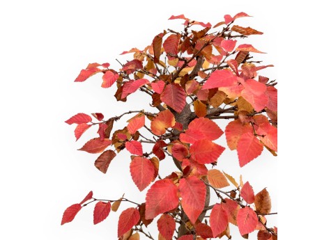 Carpinus Koreana - Carpino - 70 cm