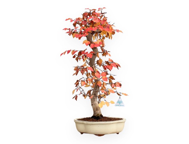 Carpinus Koreana - Charme - 70 cm