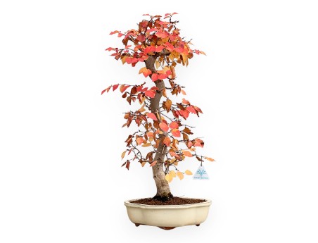 Carpinus Koreana - Carpe - 70 cm