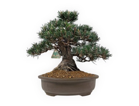 Pinus Thunbergii Kotobuki - Pino Nero - 33 cm