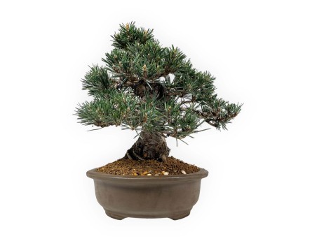 Pinus Thunbergii Kotobuki - Pino Nero - 33 cm