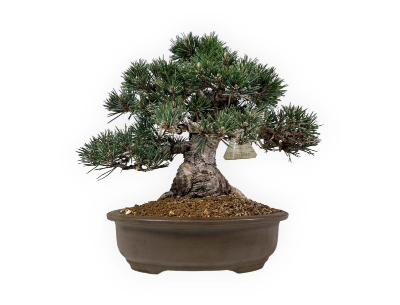 Pinus Thunbergii Kotobuki - Pin Noir - 33 cm