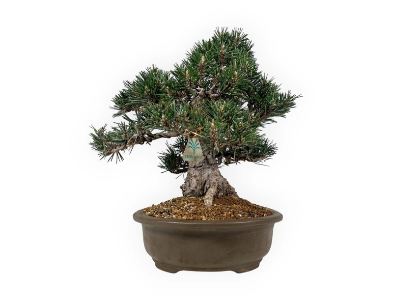Pinus Thunbergii Kotobuki - Pin Noir - 33 cm