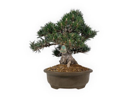 Pinus Thunbergii Kotobuki - Black Pine - 33 cm