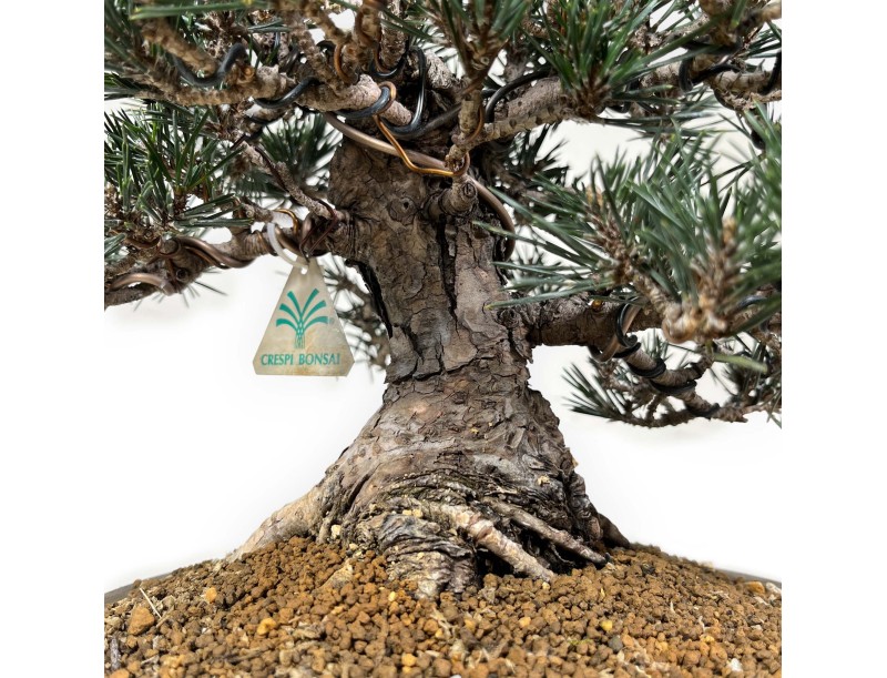 Pinus Thunbergii Kotobuki - Pin Noir - 33 cm