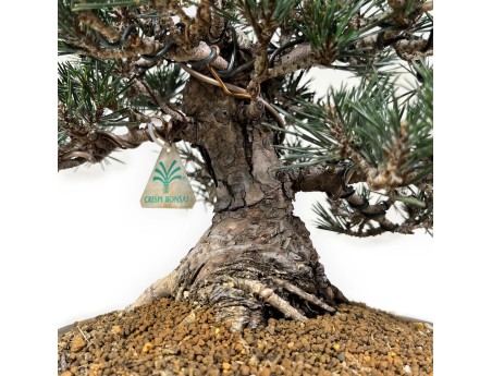 Pinus Thunbergii Kotobuki - Pino Nero - 33 cm