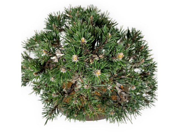 Pinus Thunbergii Kotobuki - Pin Noir - 33 cm 2