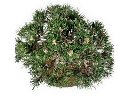 Pinus Thunbergii Kotobuki - Pin Noir - 33 cm