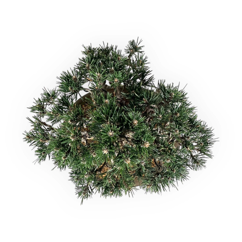 Pinus Thunbergii Kotobuki - Pin Noir - 33 cm