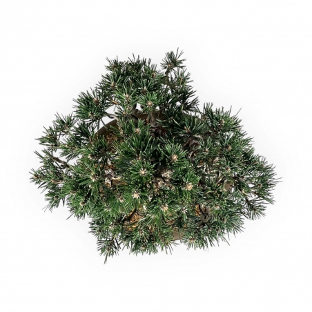 Pinus Thunbergii Kotobuki - Pino Nero - 33 cm