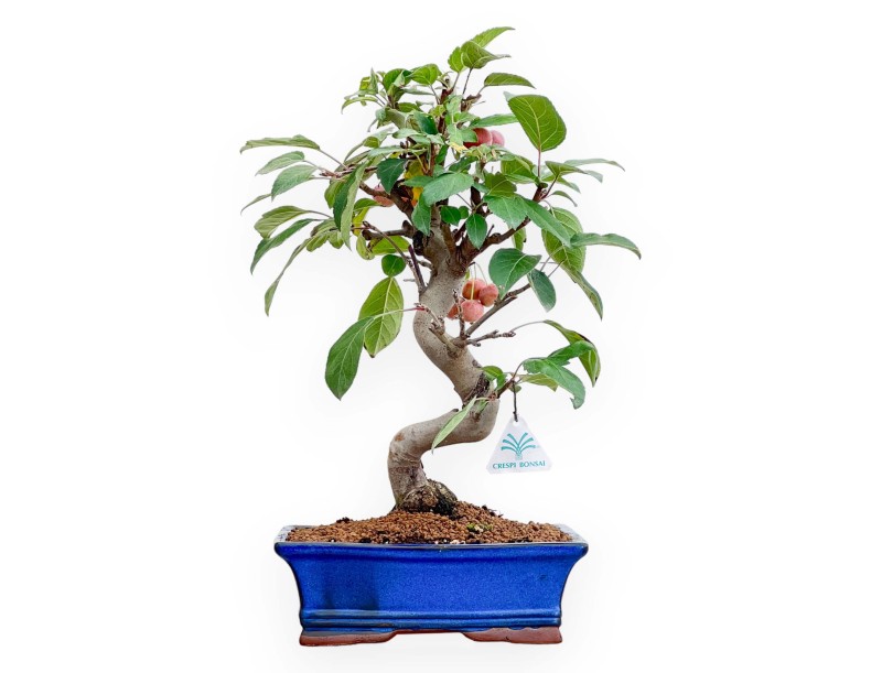 Apfelbaum – 46 cm