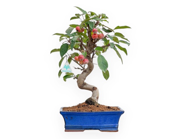 Pommier - Pommier - 46 cm