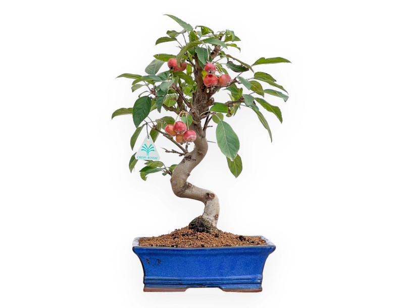Malus - Appelboom - 46 cm