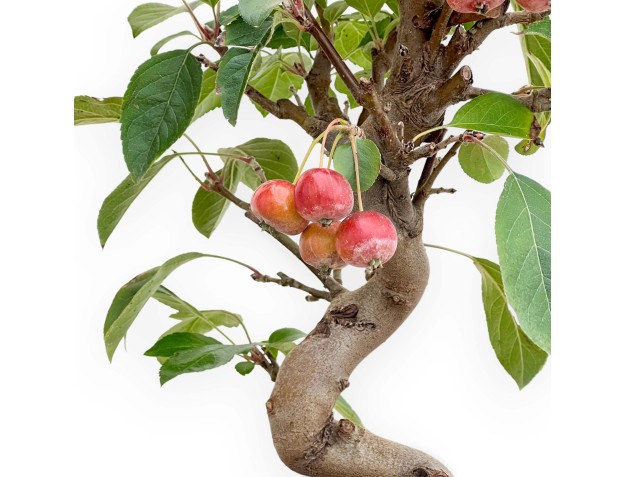 Apfelbaum – 46 cm 2