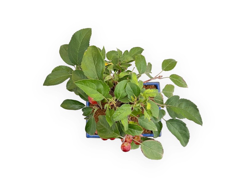 Malus - Manzano - 46 cm
