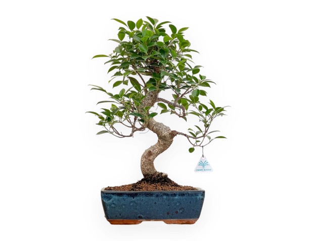 Ficus Retusa - 50 cm